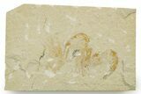 Three Cretaceous Fossil Shrimp - Lebanon #375800-1